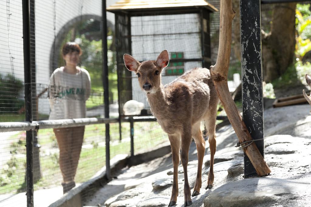 Hotel Royal Chihpin Wenquan Zewnętrze zdjęcie A young deer at the zoo